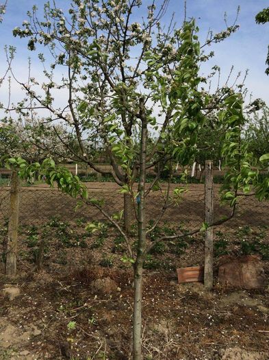 par 5 in 1; altoit cu latina, jubileu 50, untoasa bosk, ina estival plus soiul original, care nu stiu ce e :)
