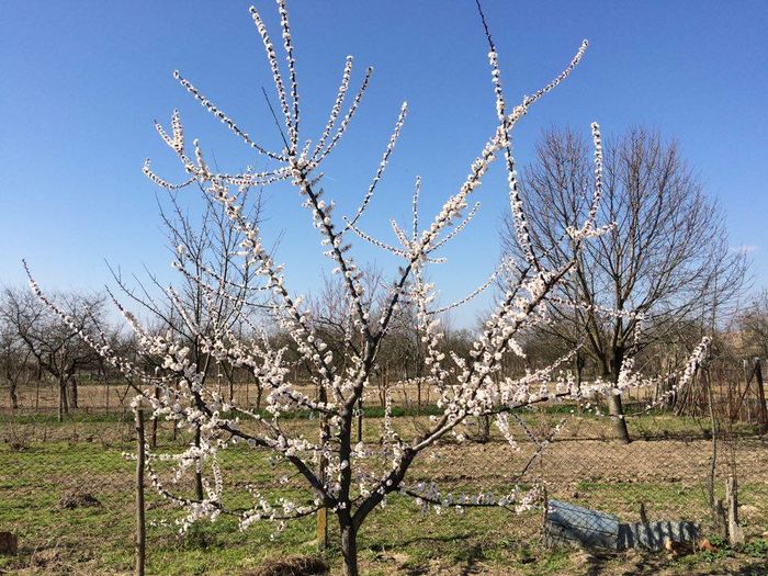cais carmela; au mai ramas vreo 30 de caise
