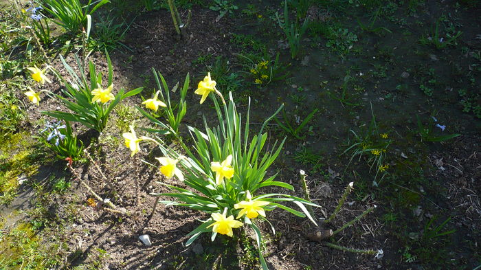 P1140804 - primavara 2016