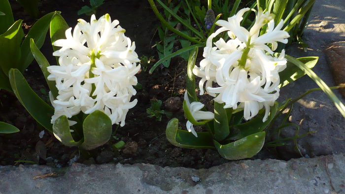 P1140808 - primavara 2016