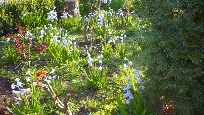 P1140810 - primavara 2016