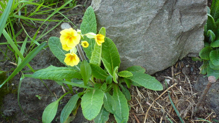 P1140812 - primavara 2016