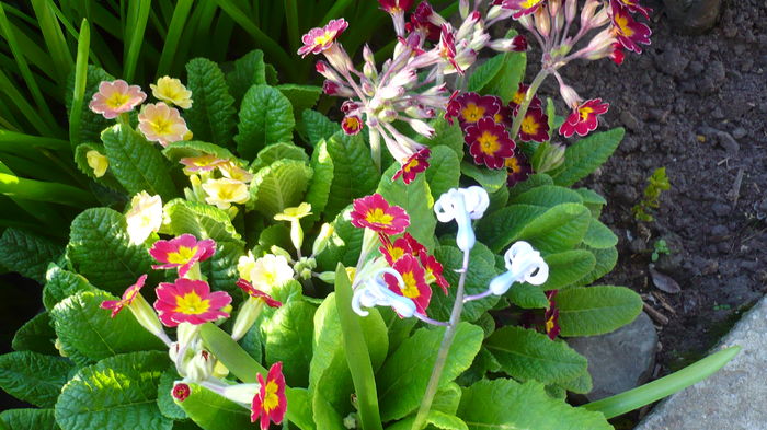 P1140816 - primavara 2016