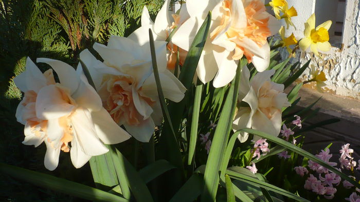 P1140820 - primavara 2016