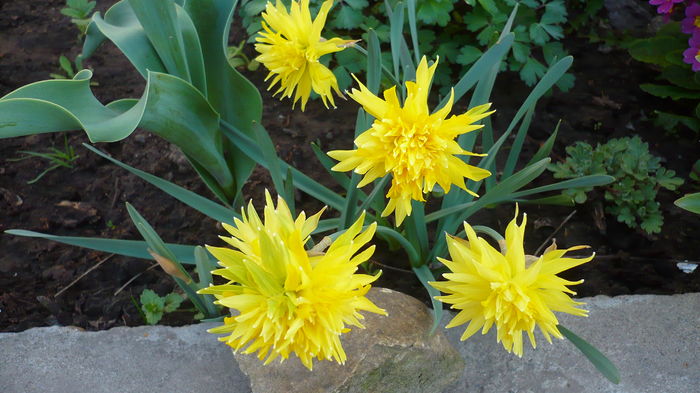 P1140821 - primavara 2016