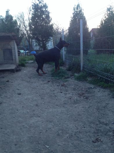 image - Dobermanul meu