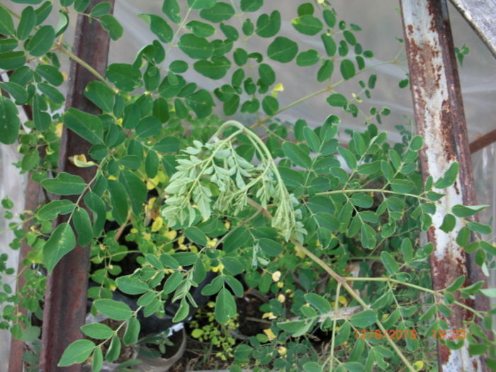 Moringa oleifera copacul vietii - Moringa Oleifera - Arborele Vietii