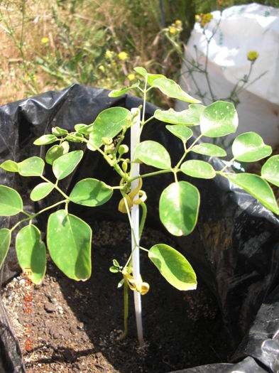 Moringa - Copacul vietii - Moringa Oleifera - Arborele Vietii