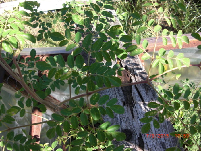 Moringa Oleifera Copacul Vietii2 - Moringa Oleifera - Arborele Vietii