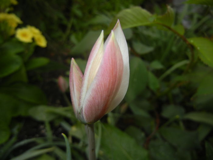Tulipa Peppermint Stick (2016, April 07)