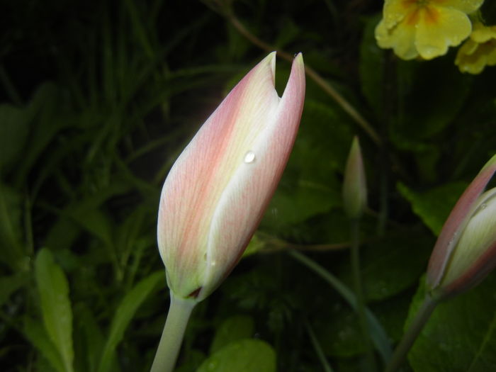 Tulipa Peppermint Stick (2016, April 07)