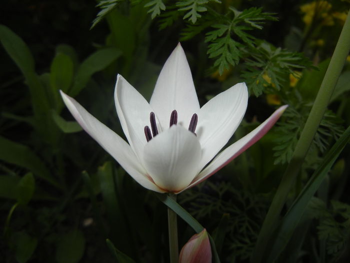Tulipa Peppermint Stick (2016, April 07) - Tulipa Peppermint Stick