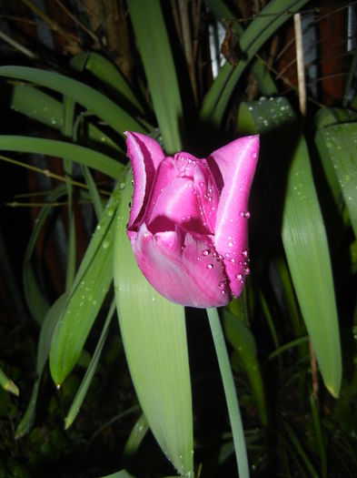 Tulipa Maytime (2016, April 07)