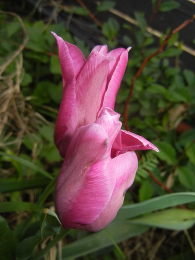 Tulipa Maytime (2016, April 08) - Tulipa Maytime