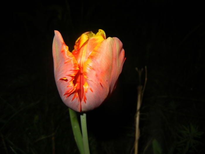 Tulipa Bright Parrot (2016, April 07)