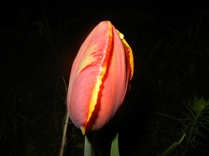 Tulipa Bright Parrot (2016, April 07)