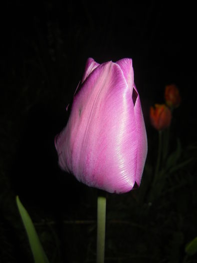 Tulipa Purple Flag (2016, April 07)