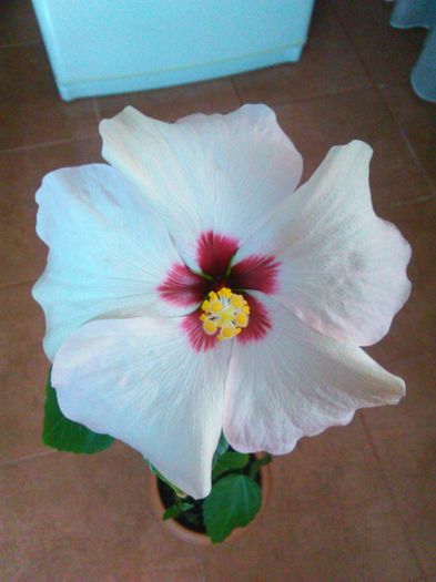 IMG_20160415_085215 - Hibiscus Saint Tropez