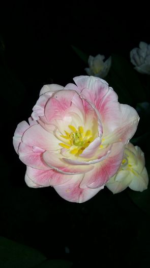 20160414_183254 - 1Gradina mea-2016