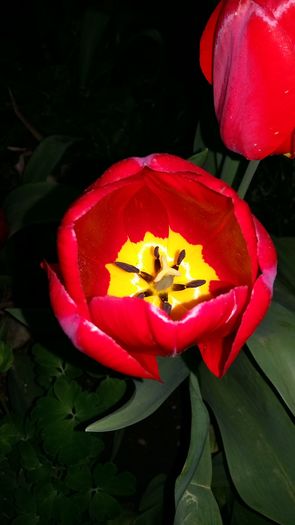 20160414_183206 - 1Gradina mea-2016