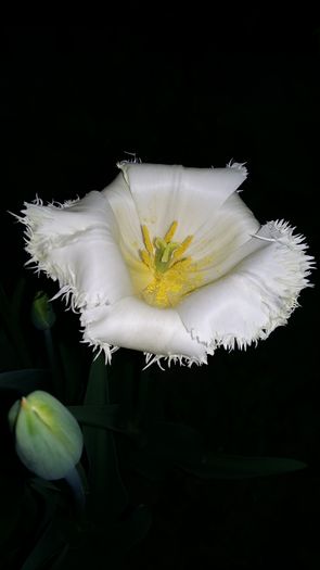20160414_183047 - 1Gradina mea-2016