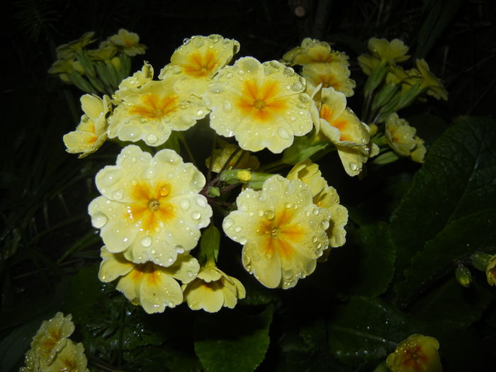 Primula polyanthus Yellow (2016, Apr.07)