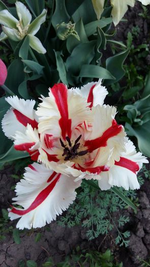 20160414_182856 - 1Gradina mea-2016