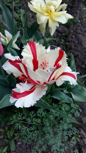 20160414_182850 - 1Gradina mea-2016