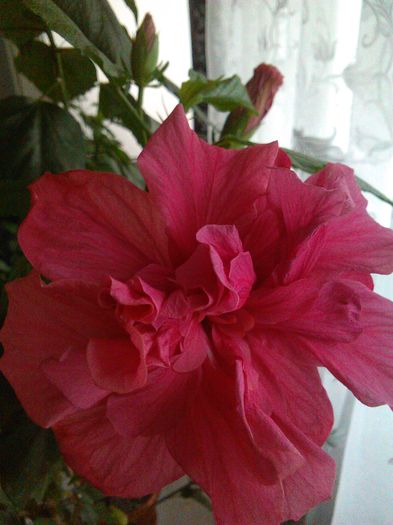 IMG_20160415_090358 - Hibiscus Classic Rosa