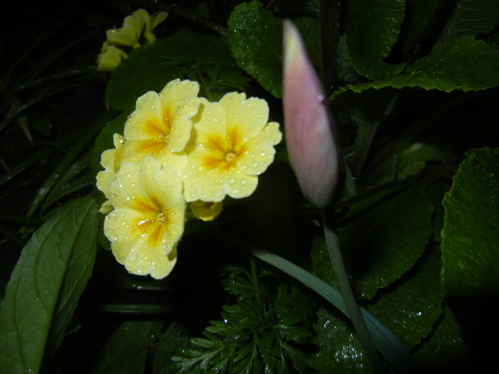 Primula polyanthus Yellow (2016, Apr.07)