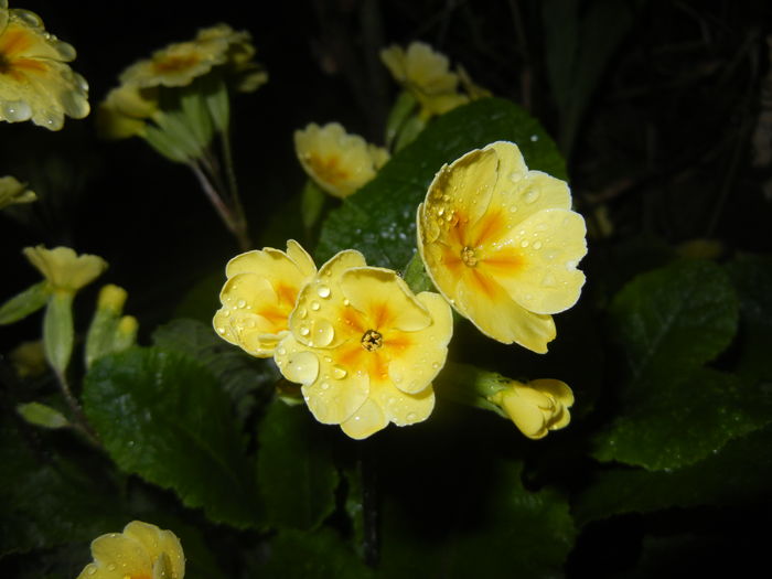 Primula polyanthus Yellow (2016, Apr.07) - Primula polyanthus Yellow