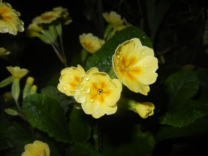 Primula polyanthus Yellow (2016, Apr.07)