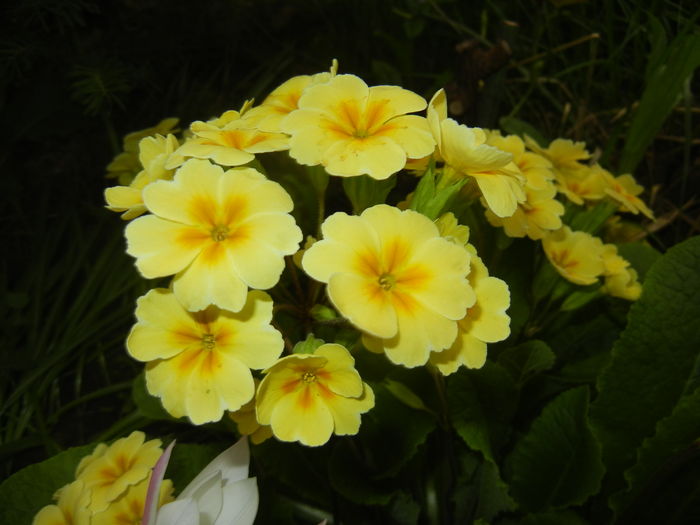 Primula polyanthus Yellow (2016, Apr.08)