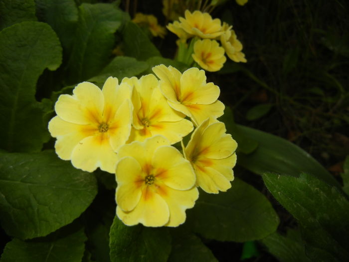 Primula polyanthus Yellow (2016, Apr.09)