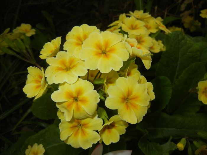 Primula polyanthus Yellow (2016, Apr.09)