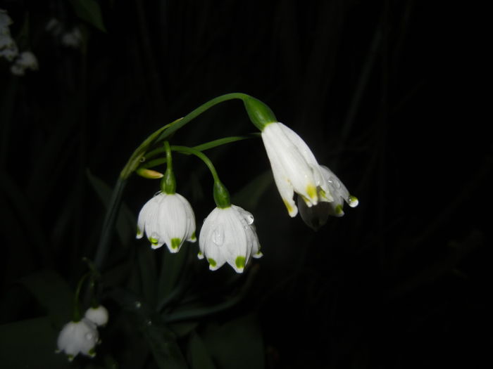 Leucojum aestivum (2016, April 07) - GHIOCEI_Leucojum aestivum