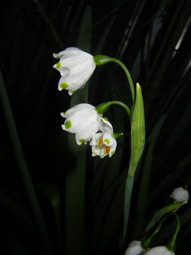 Leucojum aestivum (2016, April 07)