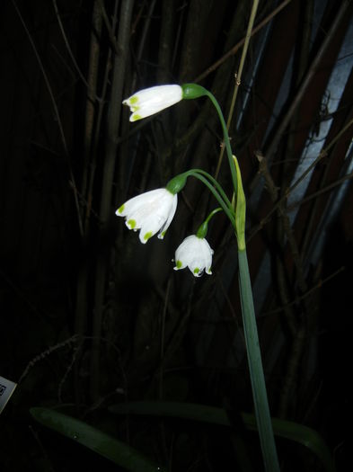 Leucojum aestivum (2016, April 07)