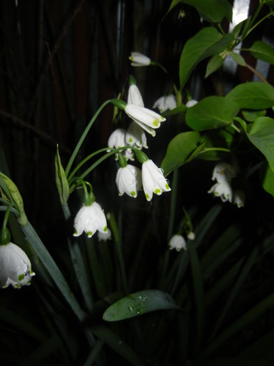 Leucojum aestivum (2016, April 07) - GHIOCEI_Leucojum aestivum