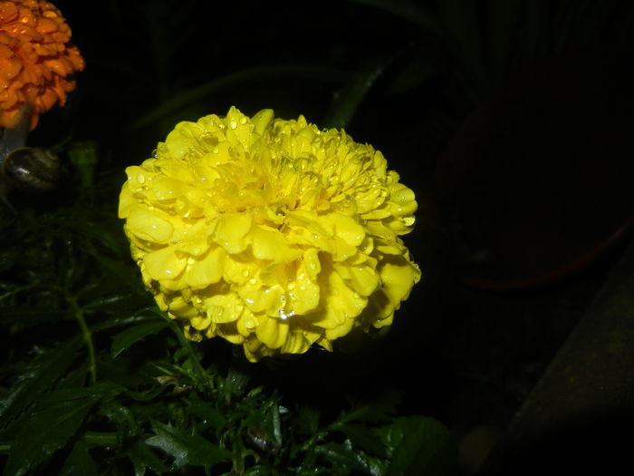 Tagetes_African Marigold (2016, Apr.07)