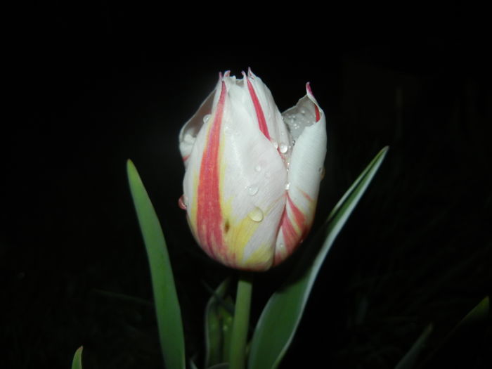 Tulipa Happy Generation (2016, April 07)