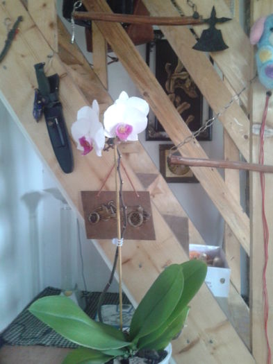 006 - orhideele mele