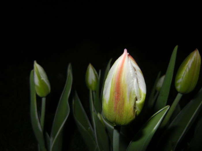Tulipa Happy Generation (2016, April 07)