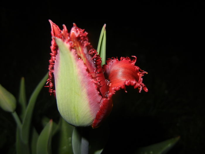 Tulipa Pacific Pearl (2016, April 07)