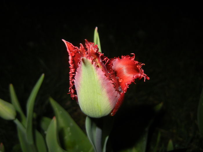 Tulipa Pacific Pearl (2016, April 07) - Tulipa Pacific Pearl