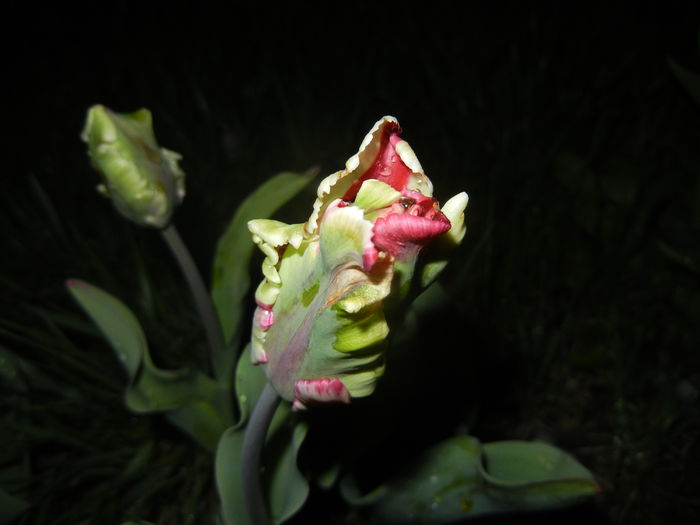 Tulipa Flaming Parrot (2016, April 07) - Tulipa Flaming Parrot