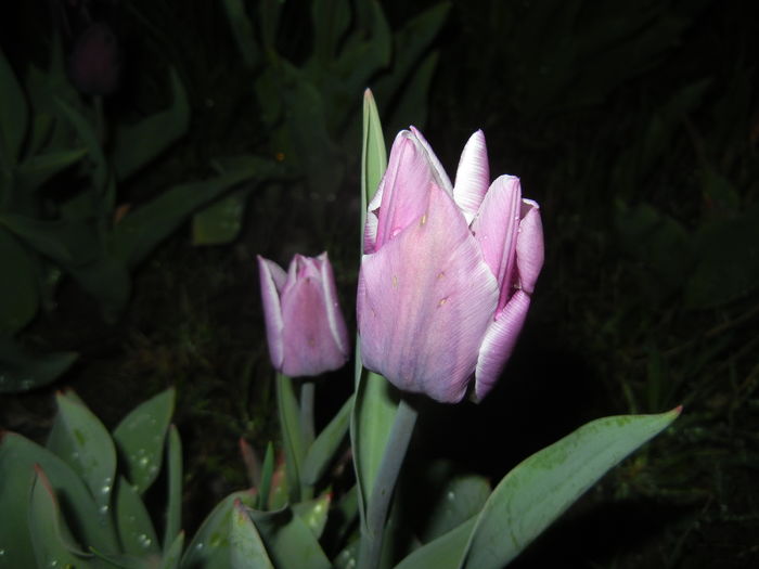 Tulipa Synaeda Blue (2016, April 07)
