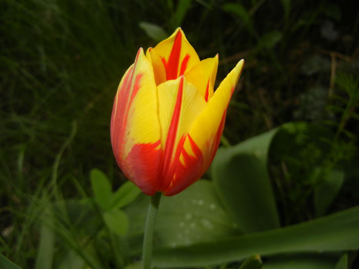 Tulipa Mickey Mouse (2016, April 08) Tulipa Mickey Mouse (2016, April 08)