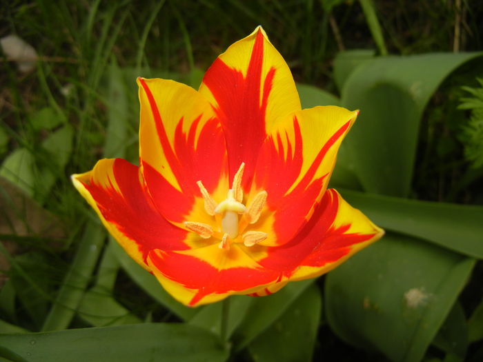 Tulipa Mickey Mouse (2016, April 08) Tulipa Mickey Mouse (2016, April 08)
