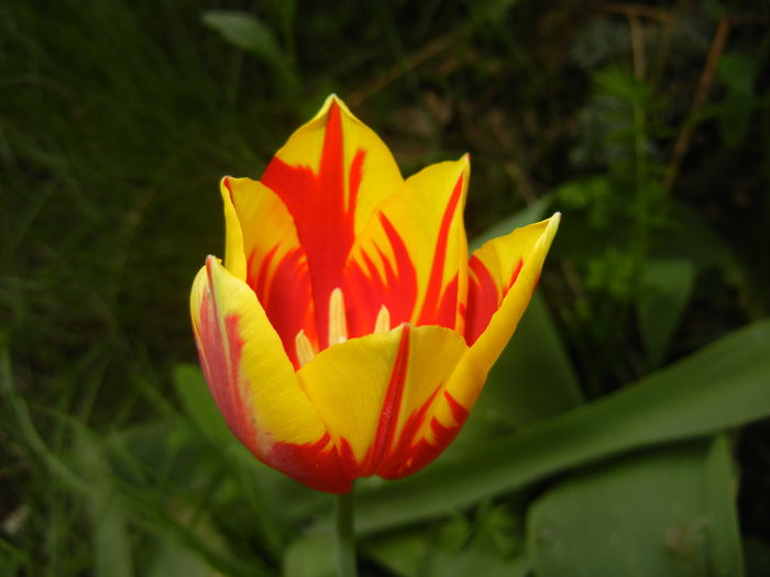 Tulipa Mickey Mouse (2016, April 08) Tulipa Mickey Mouse (2016, April 08)